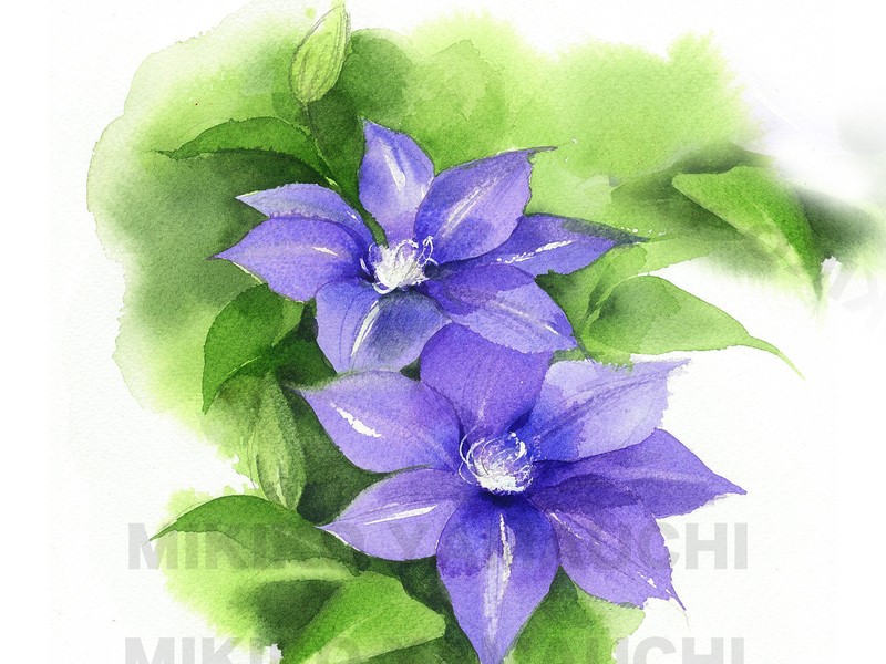 💖イラストレーターと描くセンスアップ水彩画💖花を描くオンライン講座