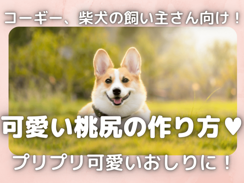 オンライン講座 コーギーの飼い主さん向け 伸びてしまったお尻をカワイイ桃尻に By 奥山 ゆきこ ストアカ