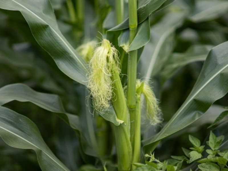 渋谷 恵比寿の 3月は夏野菜の種まきシーズン 3月の1日菜園教室 By 増山 博康 ストアカ