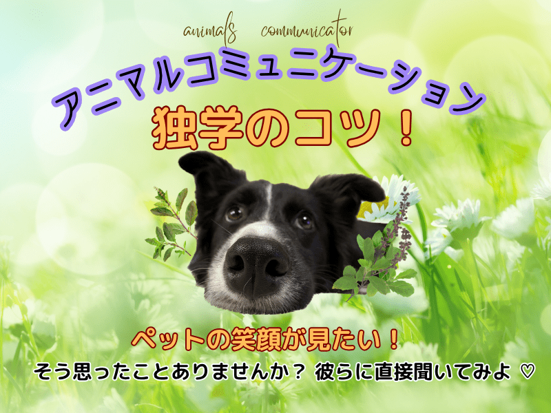 アニマルコミュニケーション　ペット動物と楽しく愉快に暮らすには　元祖 アニマルコミュニケーションを独学でマスターするコツを学べます