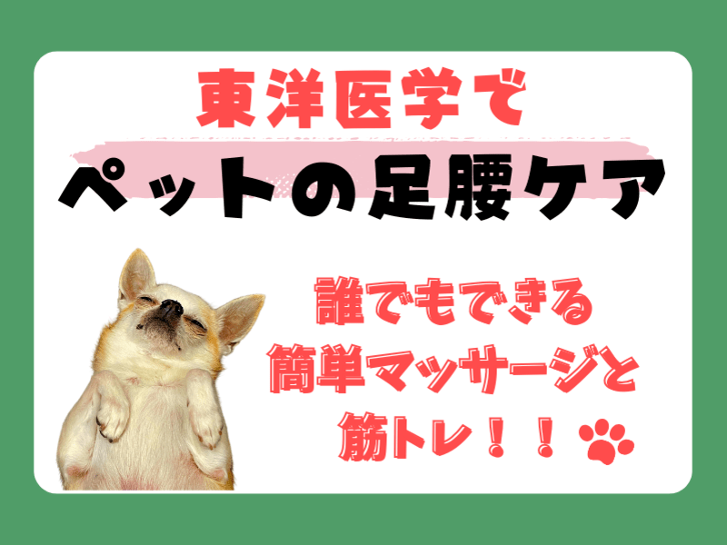 【犬・ペットケア】東洋医学で犬猫の足腰ケア〜簡単マッサージと筋トレの画像