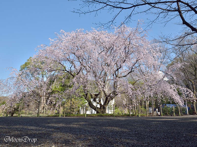 朝写ん歩レッスン☆六義園 大名庭園の大きなしだれ桜を撮ろう！の画像