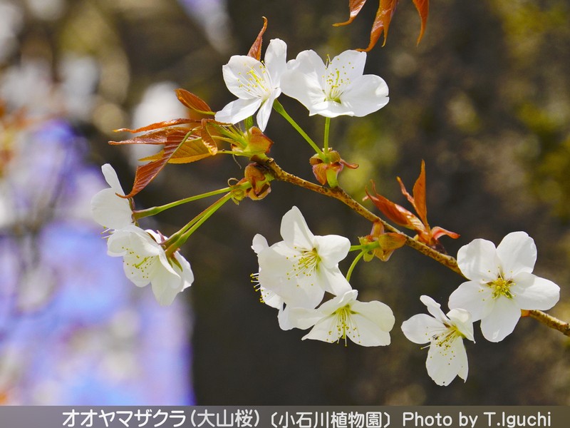 春を楽しむ♫桜＆春の花・撮影会【小石川植物園】《ミニ講評付 