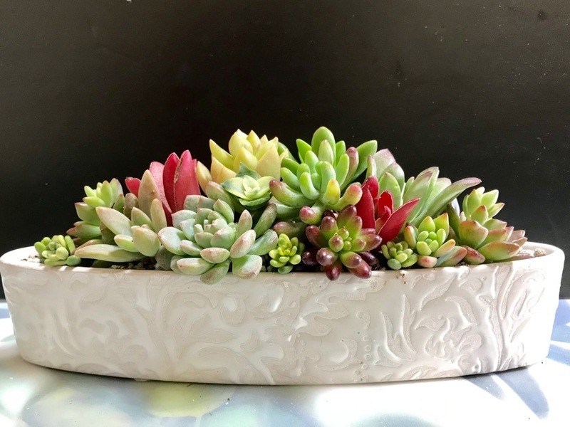 オンライン講座 オンライン たった1日で多肉講師資格が取得できる集中講座 By 桝田 俊昭 ストアカ