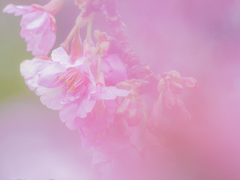 大阪【ワンコインレッスン】桜をフンワリ撮ろうの画像