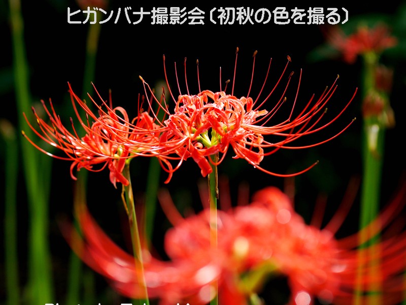 s*5様 虎 残響 赤 ヒガンバナ #172 s*5様 虎 残響 赤 ヒガンバナ #172 s*5様 虎 残響 赤 ヒガンバナ #172