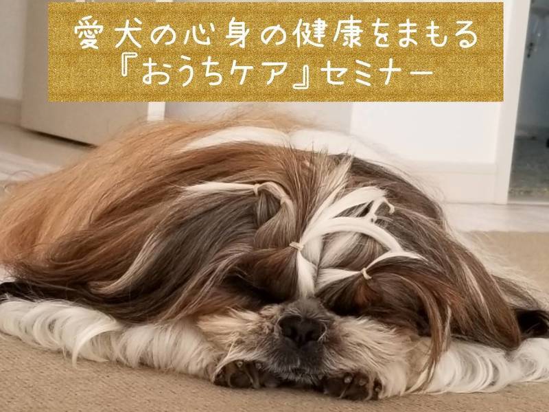 【愛犬の「こころ」と「からだ」の健康をまもる嫌がらないおうちケア】の画像