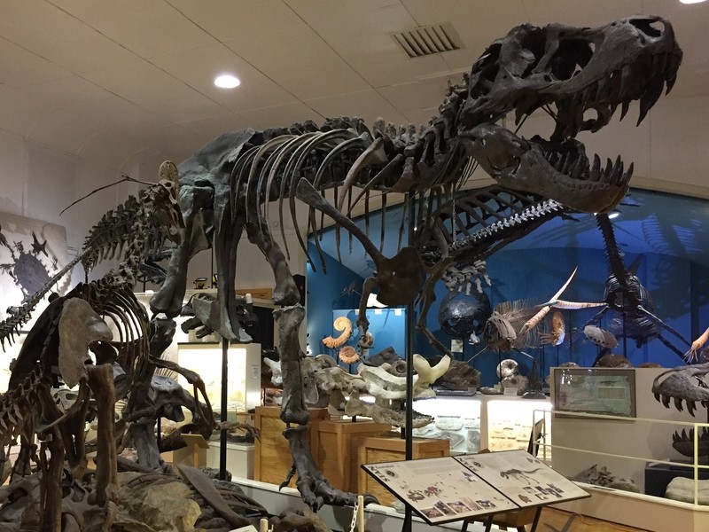 オンライン講座 無料お試しからスタート ヒロくんの恐竜教室 By ヒロくん 恐竜のお兄さん ストアカ