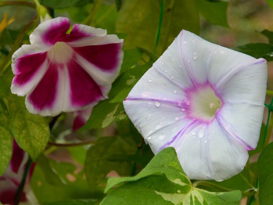 アサガオ（朝顔）＆夏の花を撮る！【向島百花園】《ミニ講評付》の画像