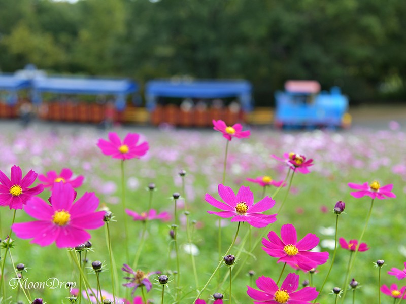 お写ん歩レッスン☆広いお花畑で揺れるコスモスを撮ろう！昭和記念公園の画像