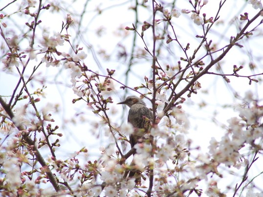 都会の林や水辺で鳥を見つけよう！早春のバードウォッチング入門の画像