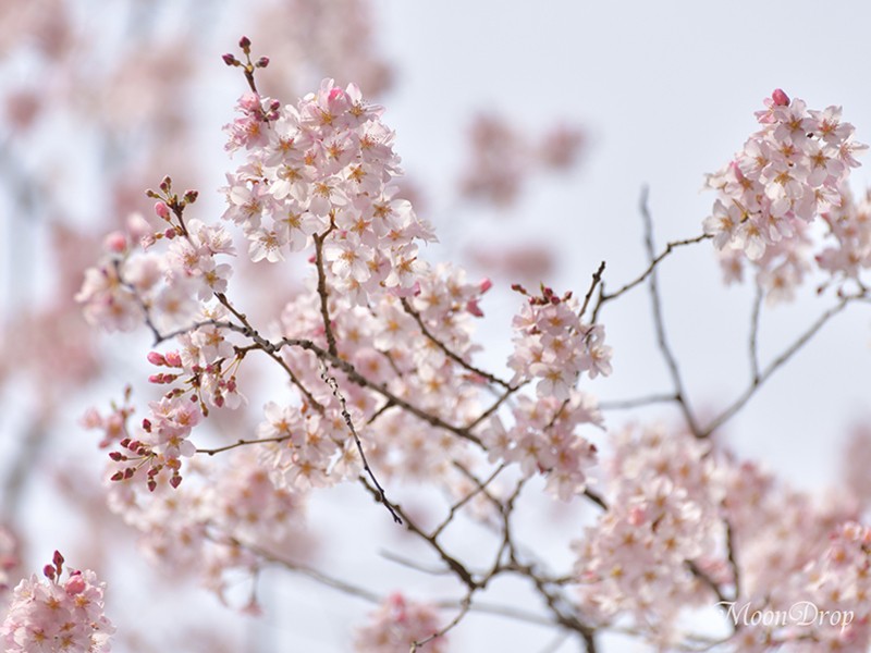 朝写ん歩レッスン☆六義園 大名庭園の大きなしだれ桜を撮ろう！の画像