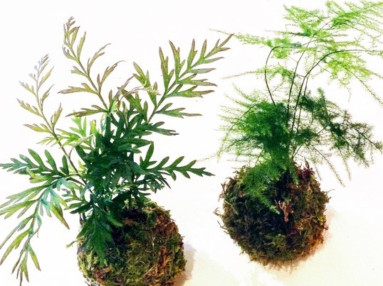 下北沢 自由が丘の 観葉植物のコケ玉作り 2個作れます By Waguri Mizuki ストアカ