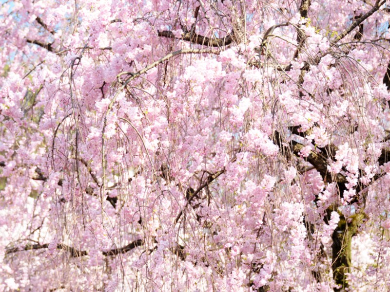 楽しめる写真講座　新宿御苑の桜　基礎編 の画像