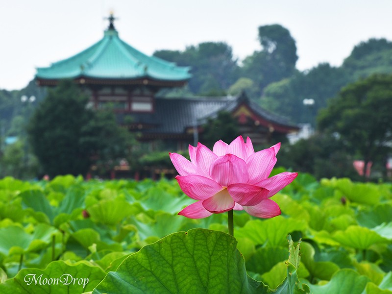 お写ん歩レッスン☆朝活☆上野不忍池に咲く神秘的な蓮の花を撮ろう！の画像