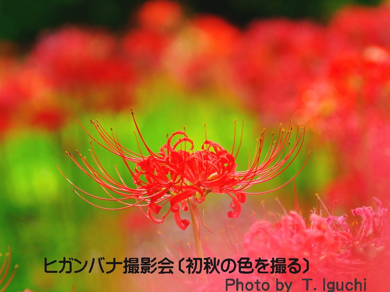 s*5様 虎 残響 赤 ヒガンバナ #172 s*5様 虎 残響 赤 ヒガンバナ #172