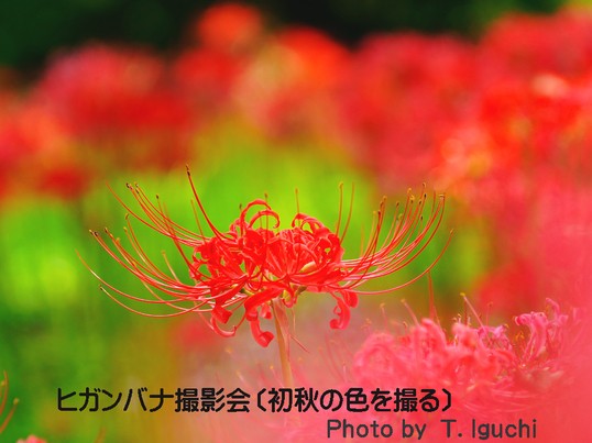 池袋 巣鴨の ヒガンバナ 彼岸花 鮮やかな赤色を撮る By Iguchi Tsuneo ストアカ