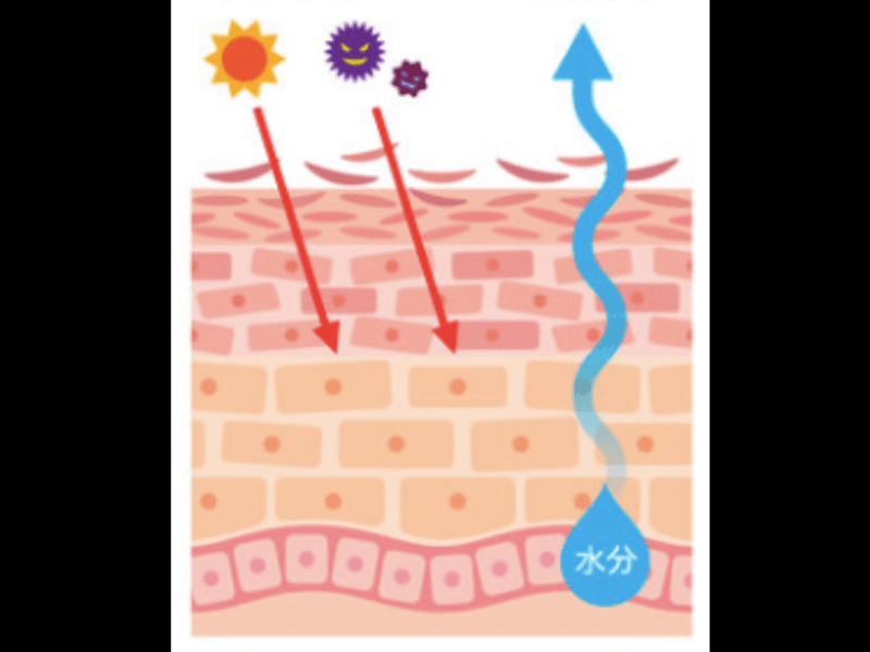 経皮毒入門講座①　皮膚のバリアを通過して入る毒とは？　仕組みは？の画像