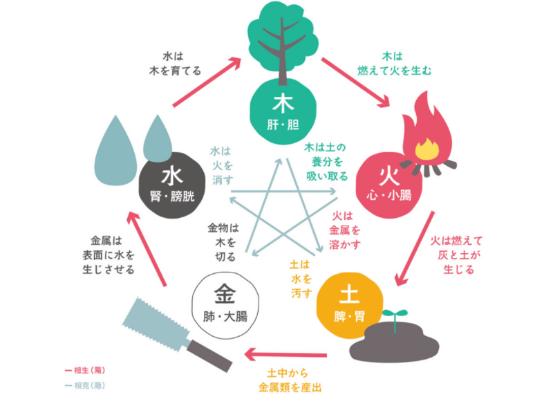 陰陽五行論【カラダと五行】分類講座の画像