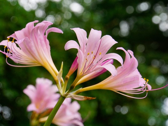 両国 錦糸町の アサガオ 朝顔 夏の花を撮る 向島百花園 ミニ講評付 By Iguchi Tsuneo ストアカ 両国 錦糸町の アサガオ 朝顔 夏の花を撮る 向島百花園 ミニ講評付 By Iguchi Tsuneo ストアカ