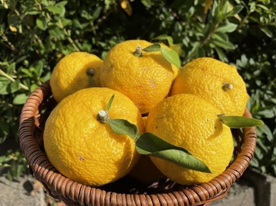 季節の柚子仕事】黄柚子で作る「柚子胡椒」と「柚子ポン酢」 / 大澤 梢