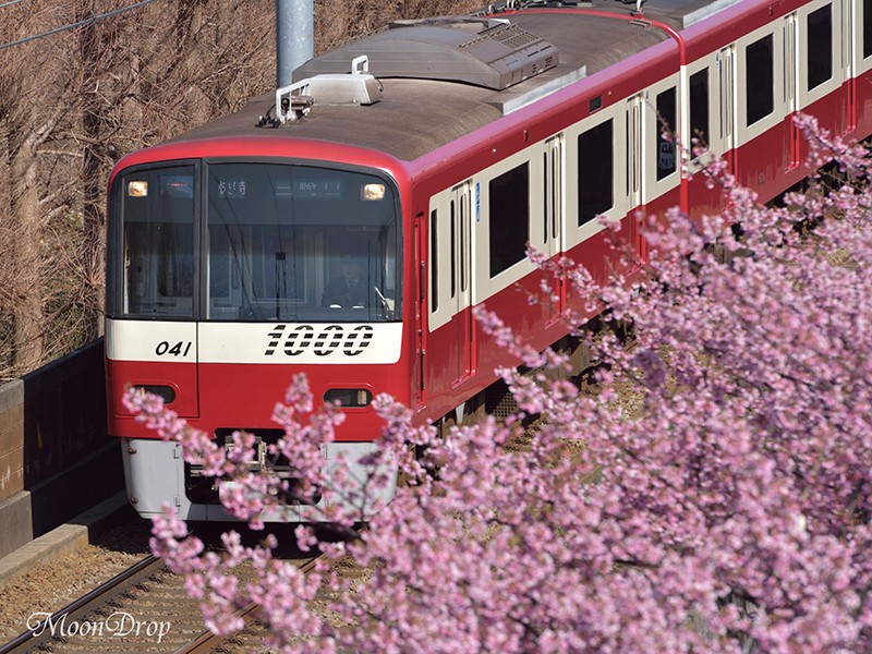 フォトピクニック☆三浦海岸で河津桜と菜の花を撮ろう！の画像