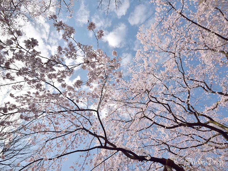 朝写ん歩レッスン☆六義園 大名庭園の大きなしだれ桜を撮ろう！の画像