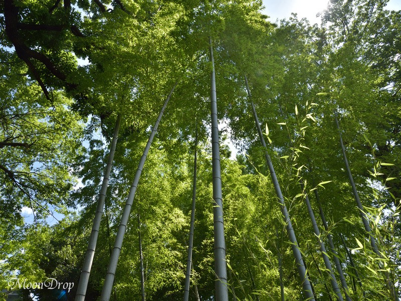 お写ん歩レッスン☆街スナップレトロな 荻窪を撮ろう！の画像