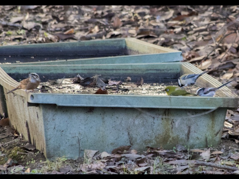 【目黒・白金】秋から冬の野鳥をもっと楽しもう！身近な冬鳥観察講座の画像