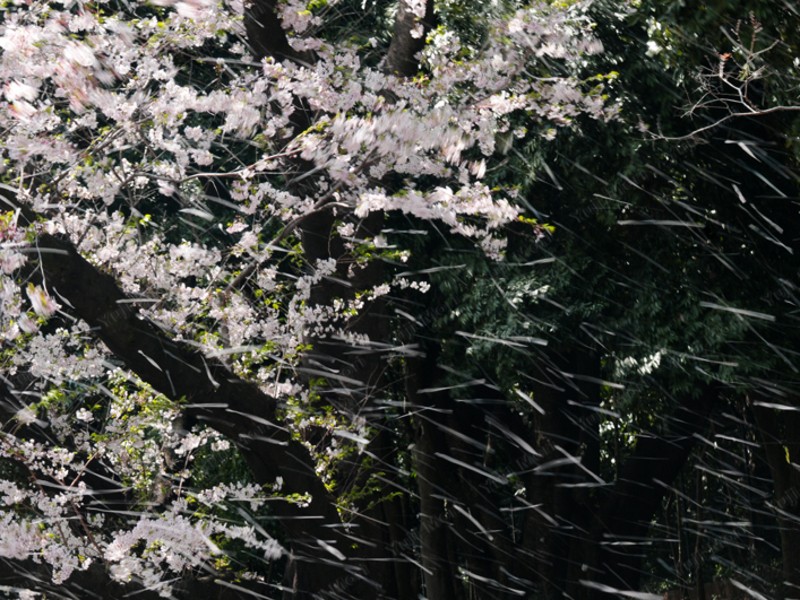 楽しめる写真講座　新宿御苑の桜　基礎編 の画像