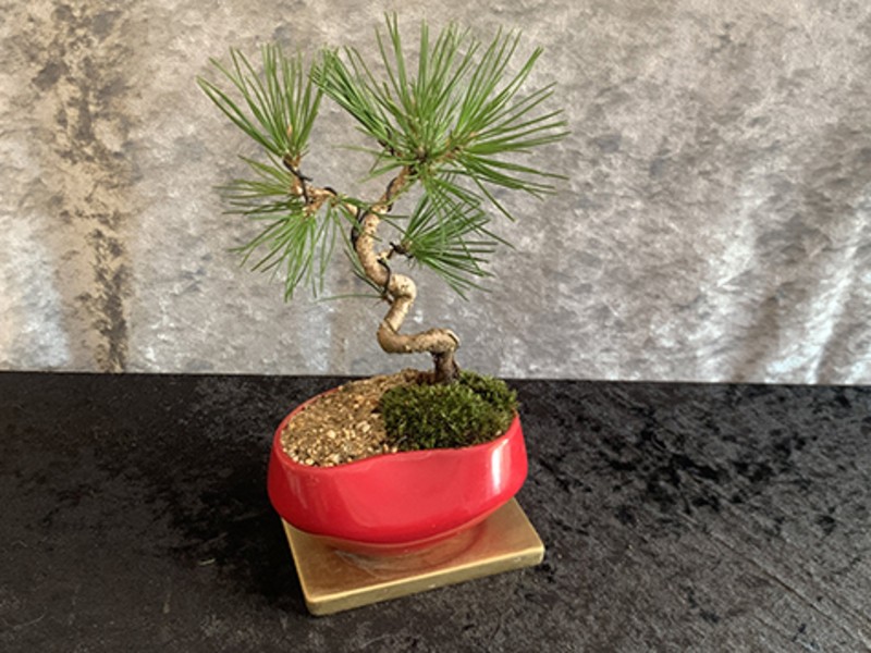 静岡県内の 熱海で日本文化体験 お正月の松飾りミニ盆栽づくり By 五島 かりや ストアカ