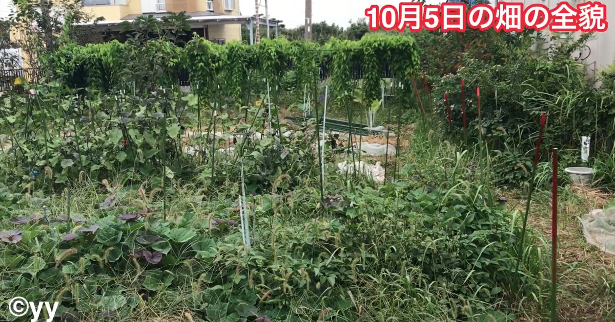 中級 あなたの菜園を診断し 自然農法による処方箋を出します By 横森 慶信 ストアカ