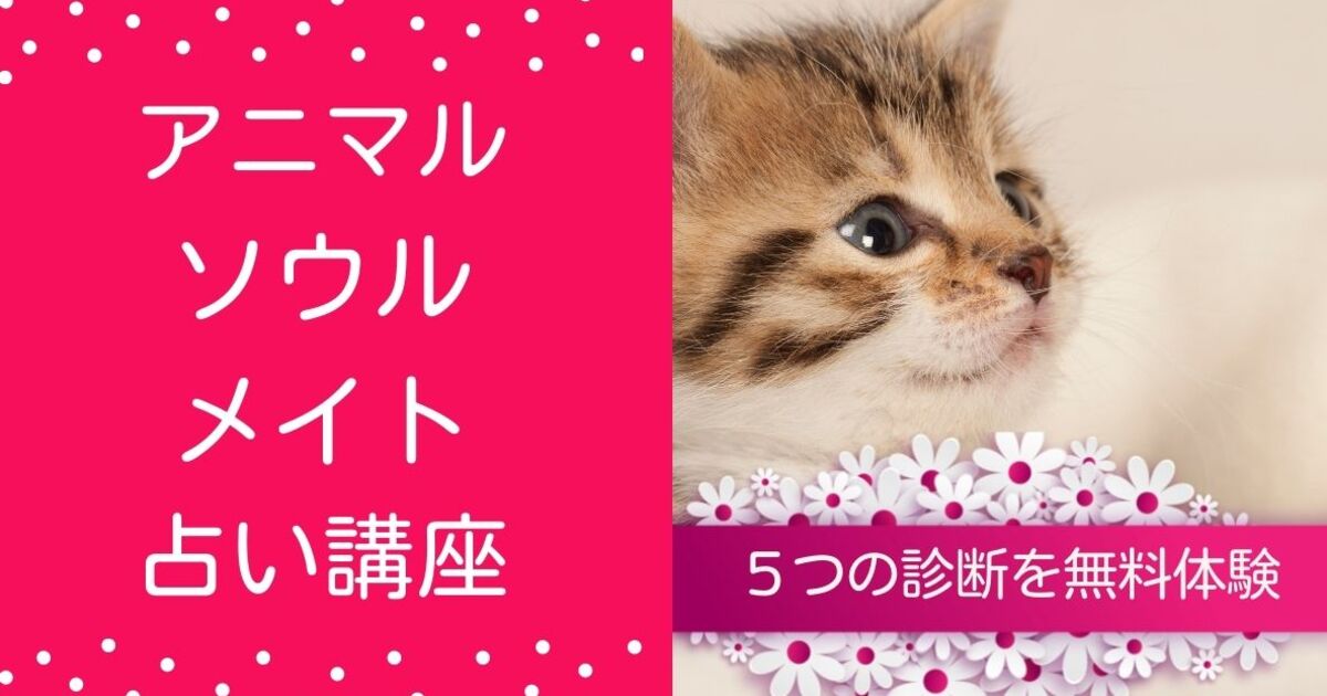 オンライン講座 ペットや動物の心を理解する アニマルソウルメイト占い 基礎講座 By 占い養成コンサルタント れいか ストアカ