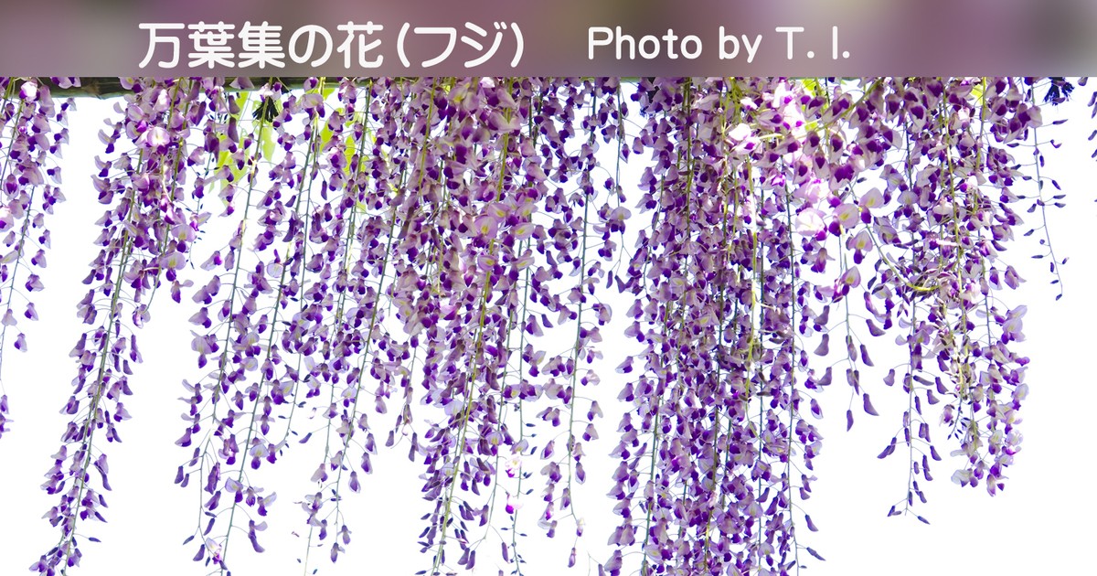 万葉集』の花めぐり・花写真入門【5月＝ウツギなど春編】 / Iguchi Tsuneo