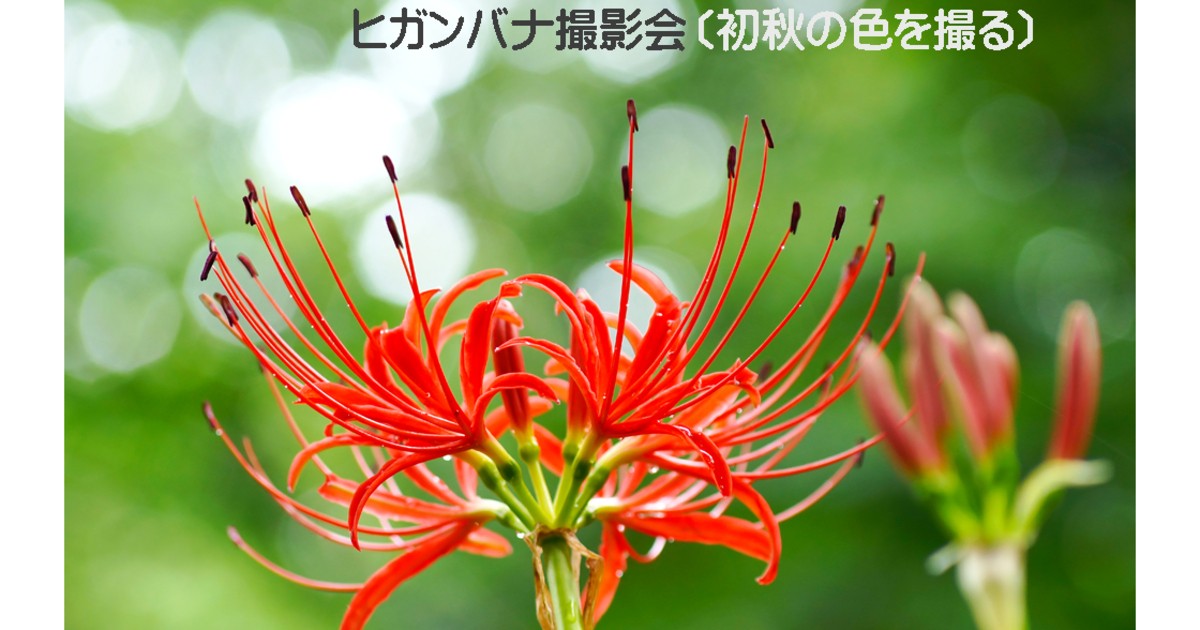 s*5様 虎 残響 赤 ヒガンバナ #172 sddefault.jpg