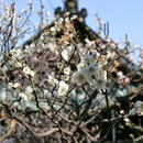 初歩の初歩の江戸教室の講座の風景