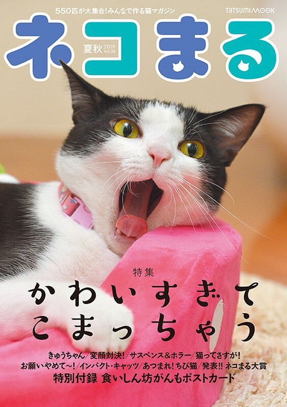 八二一 うちの猫をもっとかわいく撮りたい ストアカ