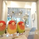 鳥専門｜羊毛フェルトで“本物らしい鳥”が作れる教室の講座の風景