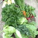野菜と発酵で美味しく健康にの講座の風景