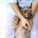 犬業界歴27年の経験をもとにドッグライフサポート！の講座の風景