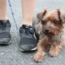 犬業界歴27年の経験をもとにドッグライフサポート！の講座の風景