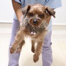 犬業界歴27年の経験をもとにドッグライフサポート！の講座の風景