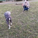 犬業界歴27年の経験をもとにドッグライフサポート！の講座の風景