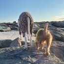 犬業界歴27年の経験をもとにドッグライフサポート！の講座の風景