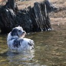 犬業界歴27年の経験をもとにドッグライフサポート！の講座の風景