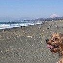 犬業界歴27年の経験をもとにドッグライフサポート！の講座の風景
