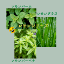 充実したQOLのためのハーブ・アロマ・サプリメントの講座の風景