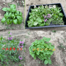 充実したQOLのためのハーブ・アロマ・サプリメントの講座の風景