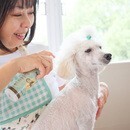 家族であるワンちゃんとの時間を大切にしている方への講座の風景