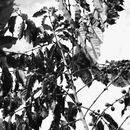 COFFEE KAWANOの講座の風景